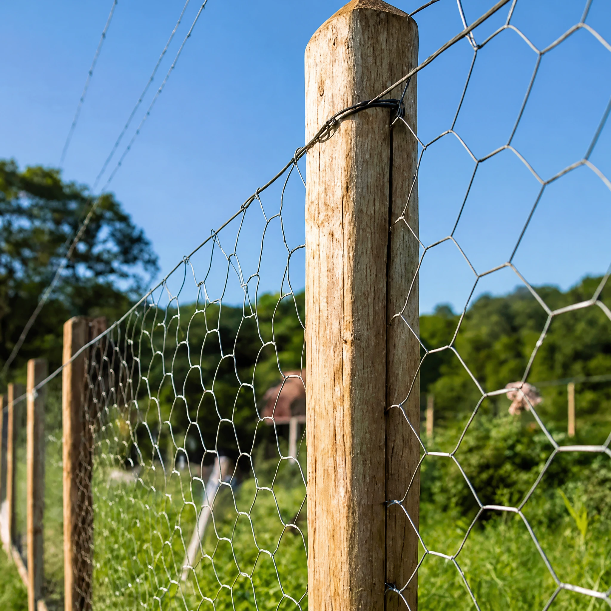 Chicken wire mesh roll for wholesale supply