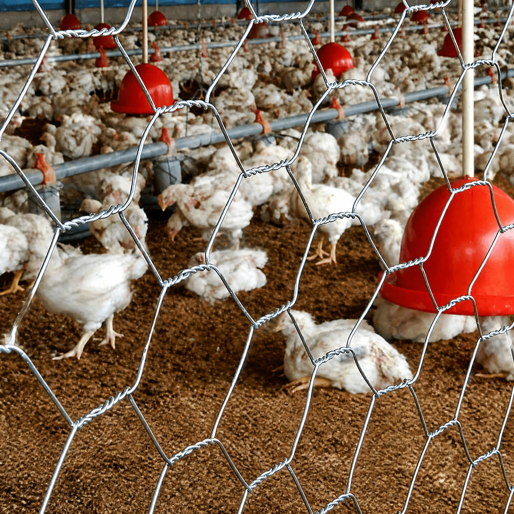 Hexagonal Wire Mesh for Poultry and Animal Fencing